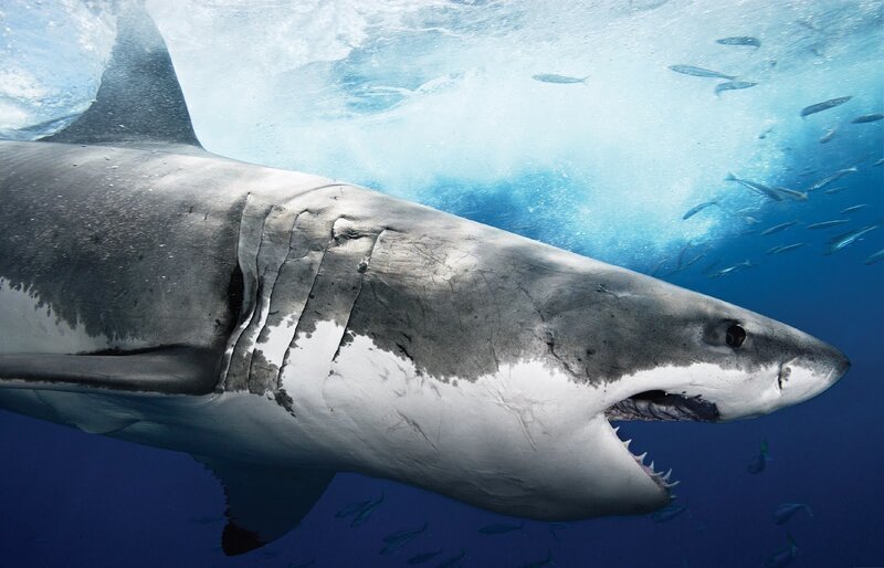 Great White Shark — Blue, Dramatic, Photograph, Ocean, Fish, Bubbles
