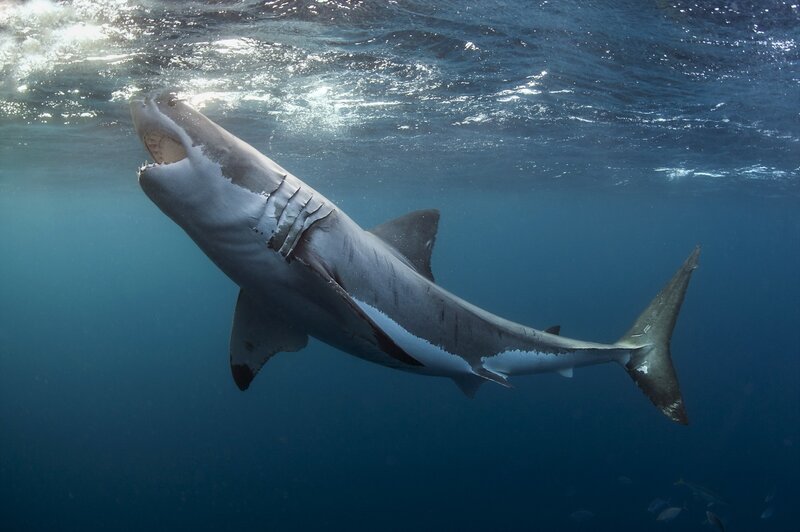 Great White Shark — Blue, Dramatic, Photograph, Ocean, Open Mouth, Sunlight