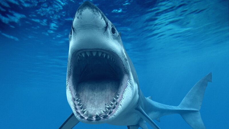 Great White Shark — Blue, Dramatic, Photograph, Ocean, Open Mouth