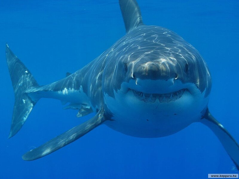 Great White Shark — Blue, Dramatic, Photograph, Ocean, Shark Teeth