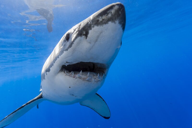 Great White Shark — Blue, Dramatic, Photograph, Ocean, Sunlight, Shark Teeth