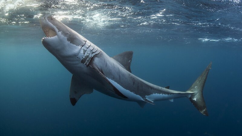 Great White Shark — Blue, Dramatic, Photograph, Ocean, Surface
