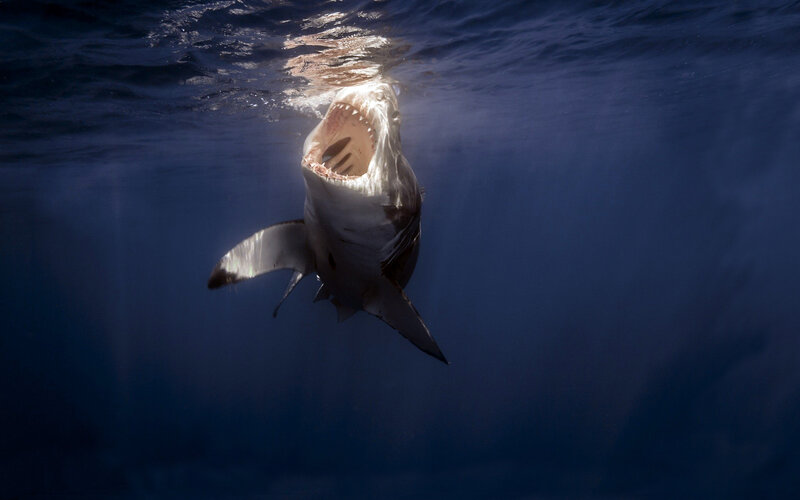 Great White Shark — Blue, Dramatic, Photograph, Open Mouth, Ocean