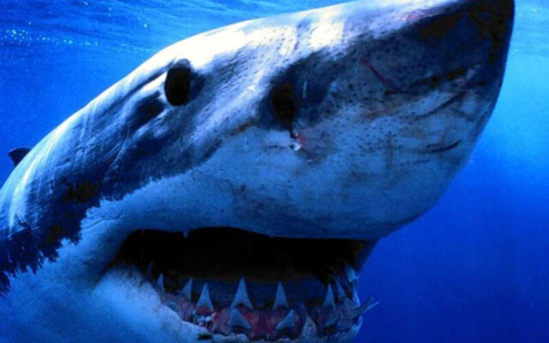 Great White Shark — Blue, Dramatic, Photograph, Open Mouth, Sharp Teeth, Ocean