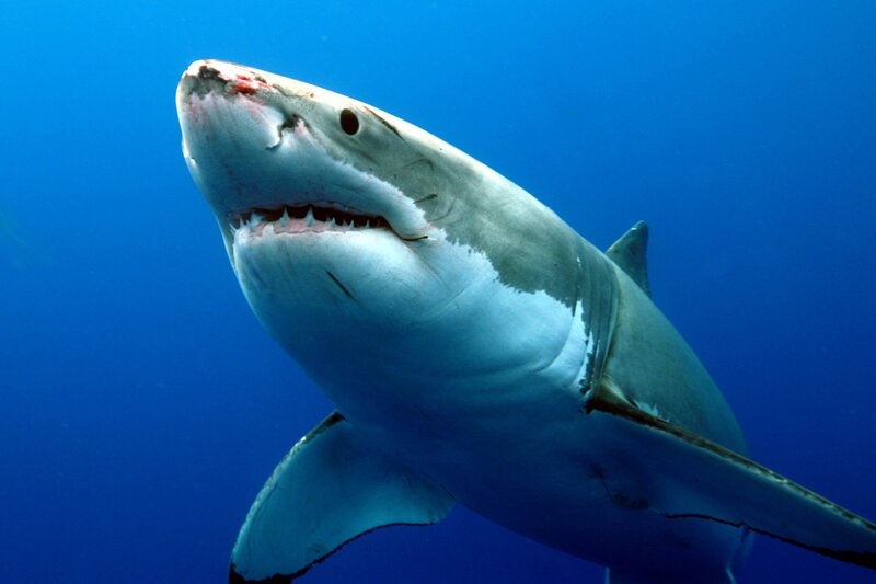 Great White Shark — Blue, Dramatic, Photograph, Open Mouth, Sharp Teeth