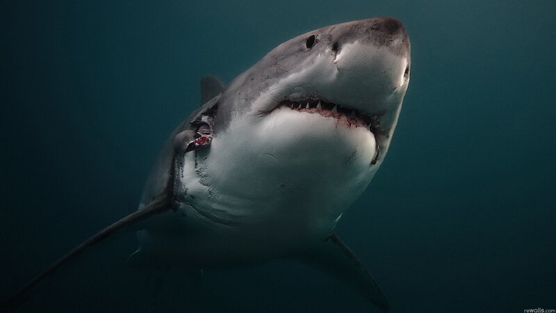 Great White Shark — Blue, Dramatic, Photograph, Open Mouth, Teeth, Gray