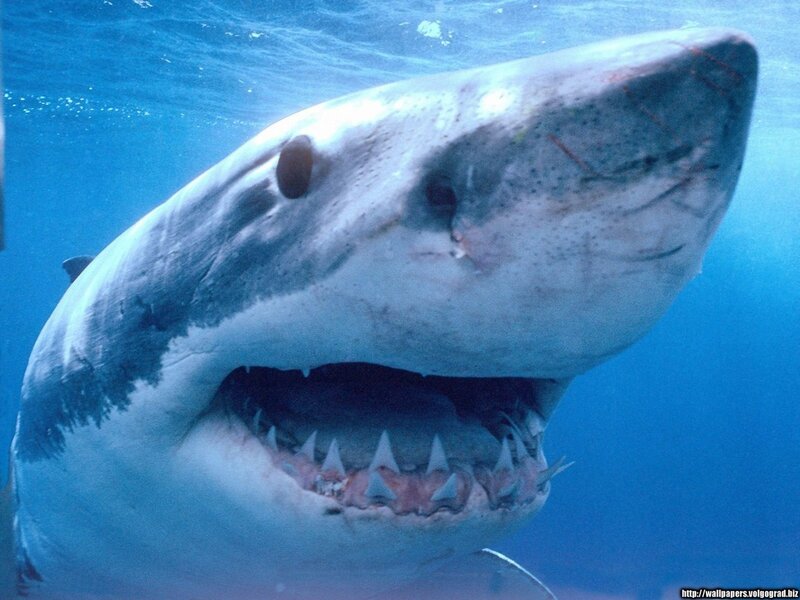 Great White Shark — Blue, Dramatic, Photograph, Open Mouth