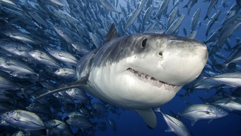 Great White Shark — Blue, Dramatic, Photograph, School of Fish, Ocean, Gray