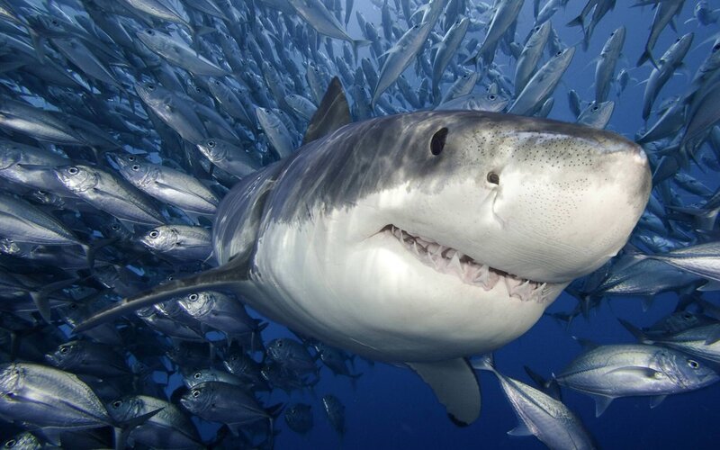 Great White Shark — Blue, Dramatic, Photograph, School of Fish, Ocean, Underwater