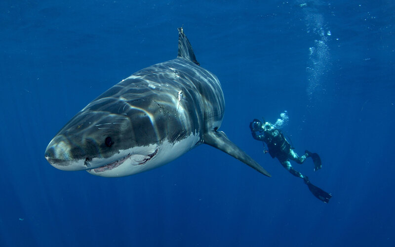 Great White Shark — Blue, Dramatic, Photograph, Scuba Diver, Bubbles