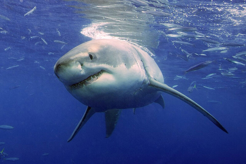 Great White Shark — Blue, Dramatic, Photograph