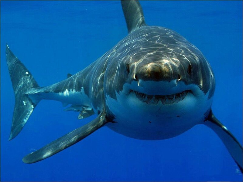 Great White Shark — Blue, Dramatic