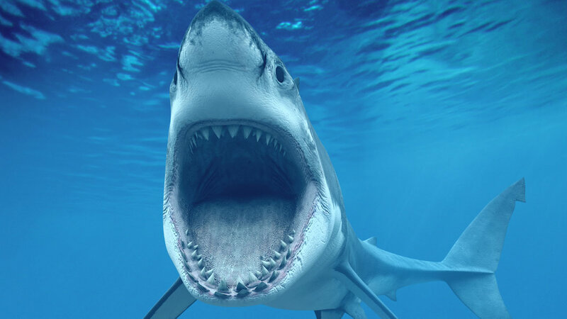 Great White Shark — Blue, Intense