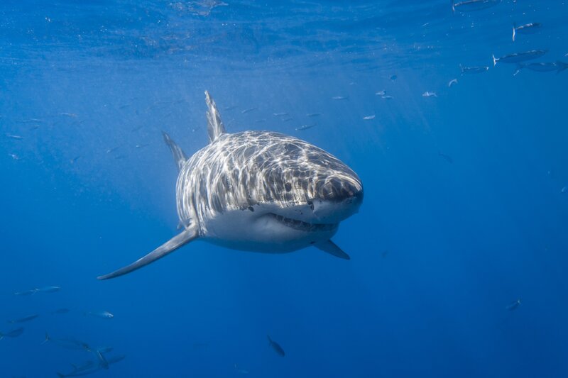 Great White Shark — Blue, Serene, Afternoon