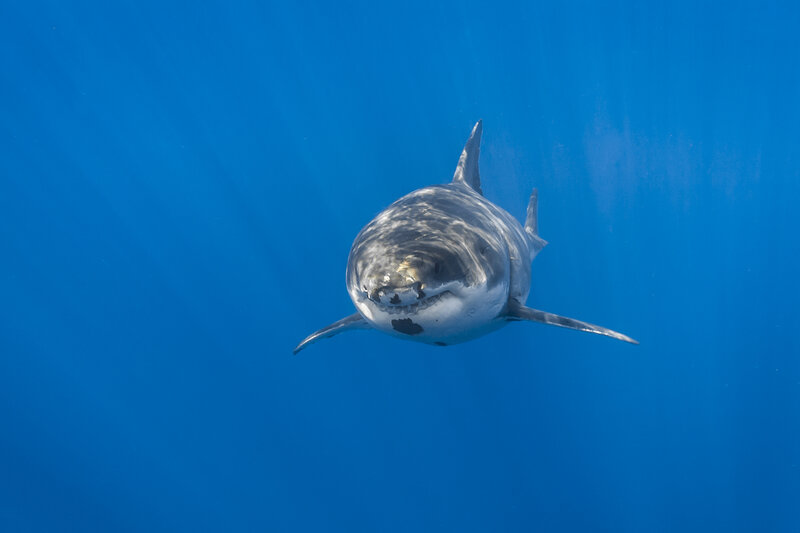 Great White Shark — Blue, Serene, Photograph, Ocean