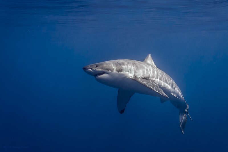 Great White Shark — Blue, Serene, Photograph