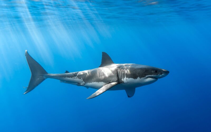 Great White Shark — Blue, Serene