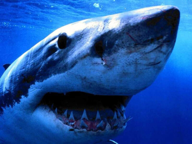 Great White Shark — Blue, Sharp Teeth