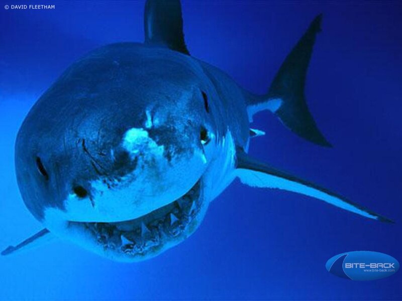 Great White Shark — Blue, Teeth