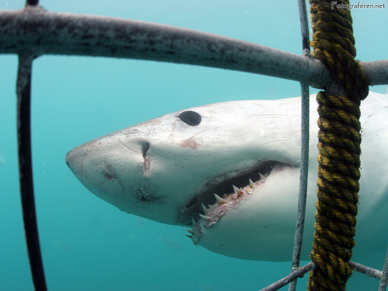 Great White Shark — Blue