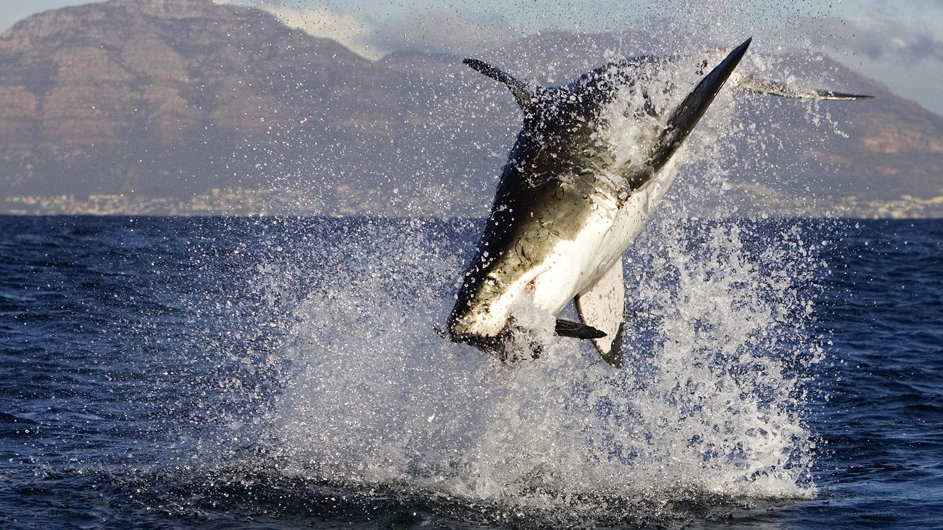 Great white shark breaching ocean