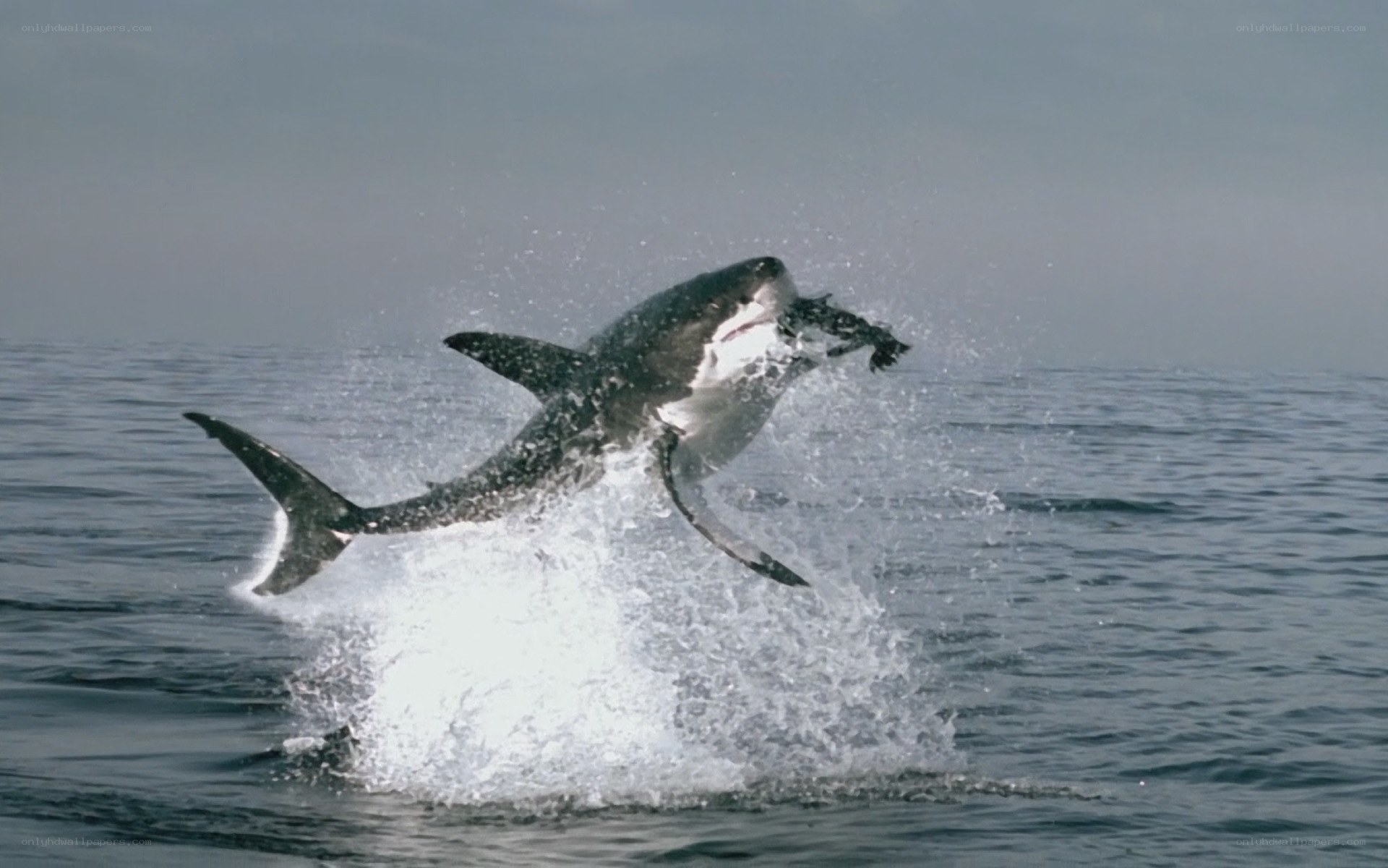 Great white shark breaching ocean