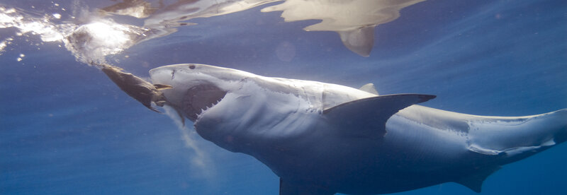 Great White Shark Eating Fish