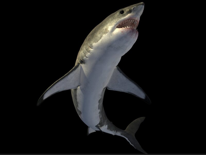 Great White Shark — Gray, Dramatic, 3d Render