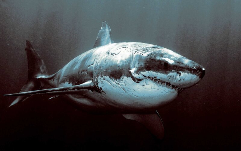 Great White Shark — Gray, Dramatic, Photograph, Ocean, Shark Fin
