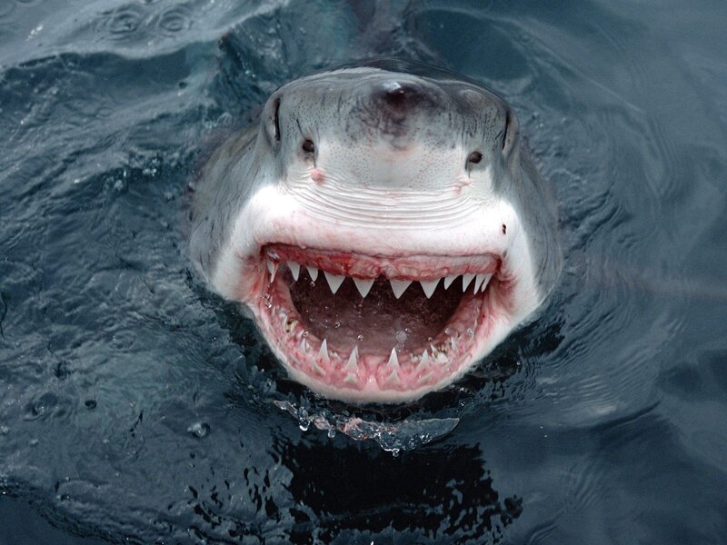Great White Shark — Gray, Dramatic, Photograph, Ocean, Teeth