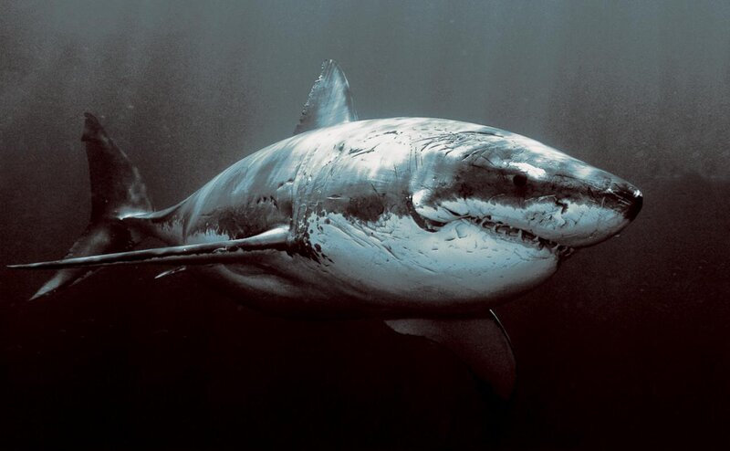 Great White Shark — Gray, Dramatic, Photograph, Ocean