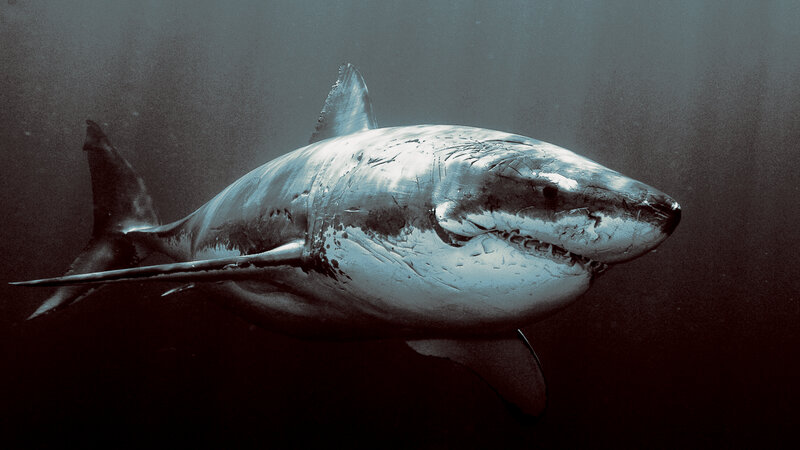 Great White Shark — Gray, Dramatic, Photograph