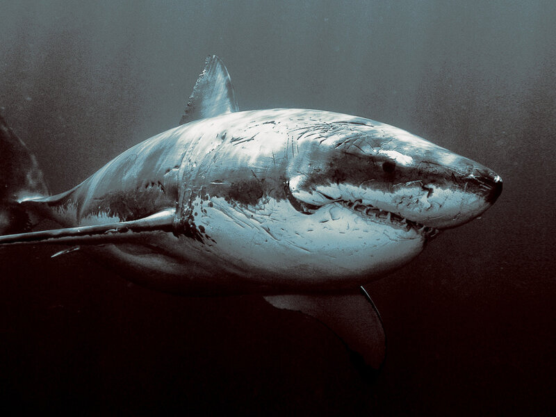 Great White Shark — Gray, Dramatic