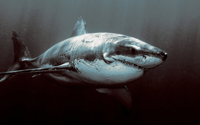 Great White Shark — Gray
