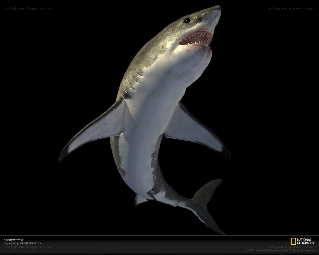 Great white shark illustration