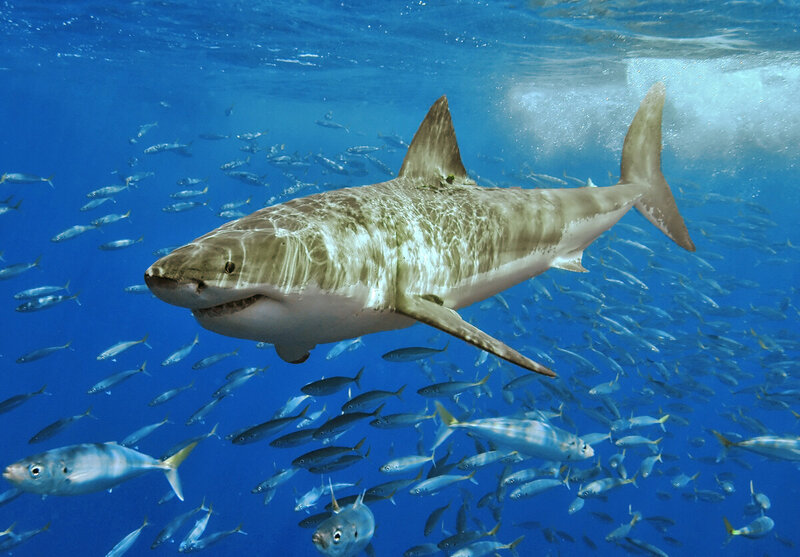 Great white shark in the ocean
