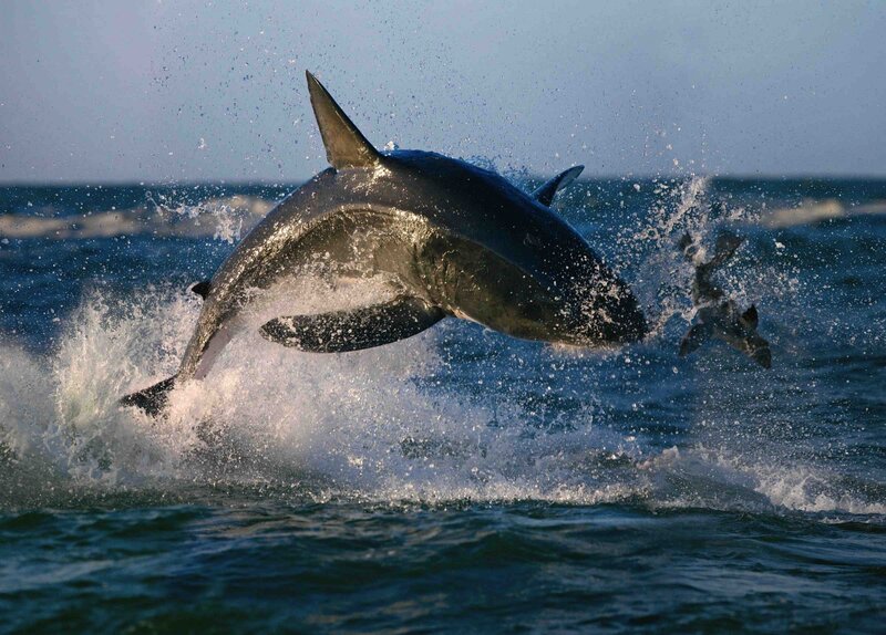 Great White Shark Jumping — Blue, Dramatic, Afternoon, Photograph, Ocean, Splash, Fish