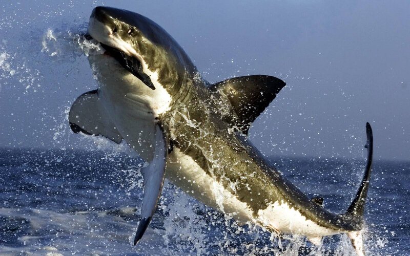 Great White Shark Jumping — Blue, Dramatic, Afternoon, Photograph, Ocean, Splashing Water