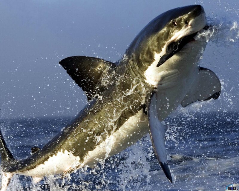 Great White Shark Jumping — Blue, Dramatic, Afternoon