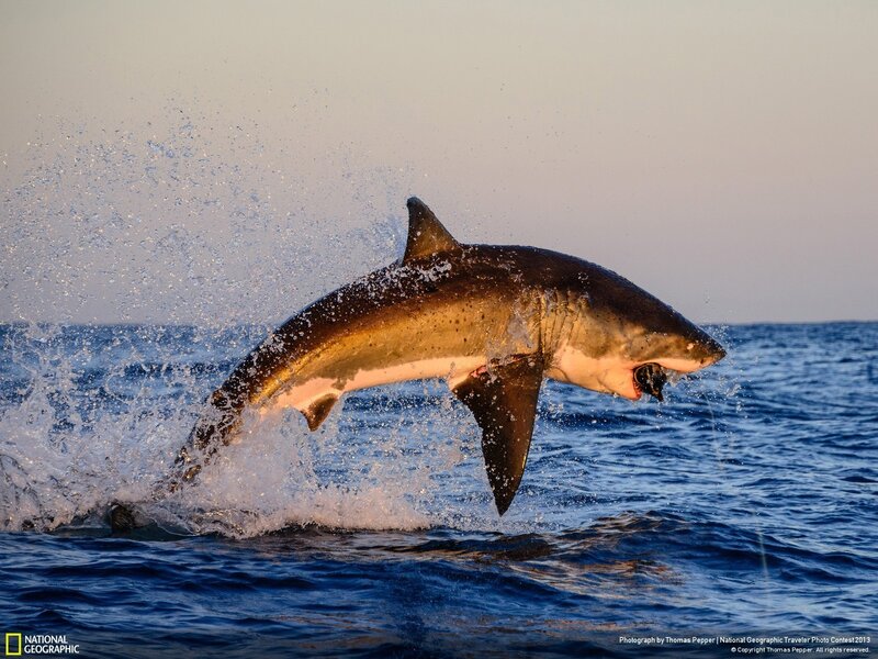 Great White Shark Jumping — Blue, Dramatic, Sunset, Photograph, Ocean