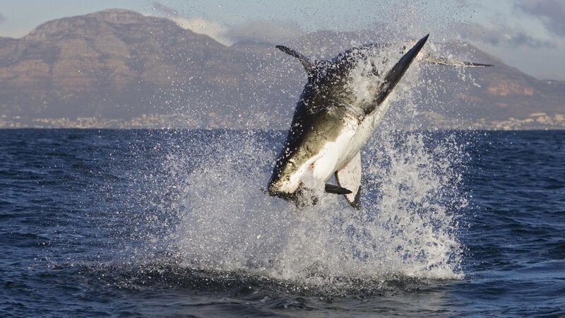Great White Shark Jumping — Blue
