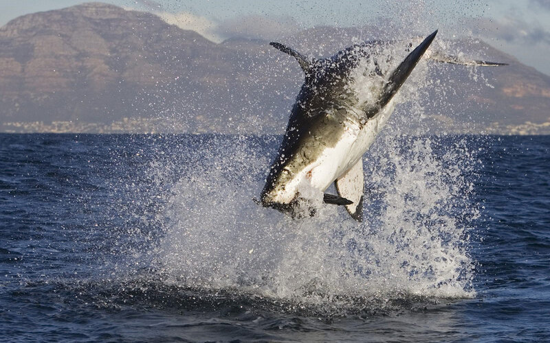 Great White Shark Jumping