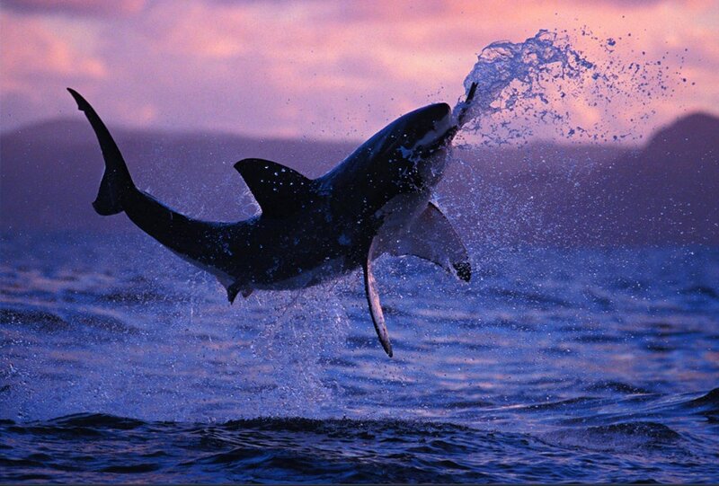 Great White Shark Leaping — Purple