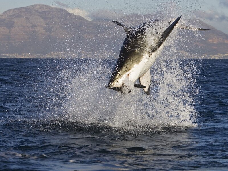 Great White Shark Leaping