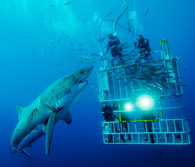 Great white shark near cage