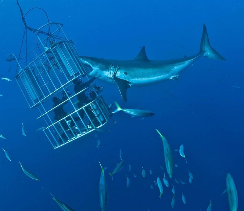 Great white shark near cage