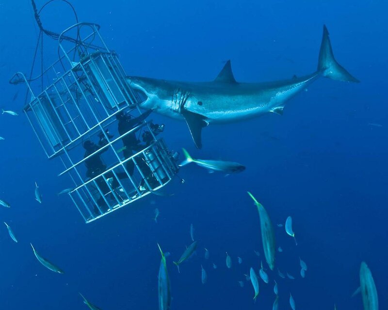 Great White Shark Near Cage — Blue