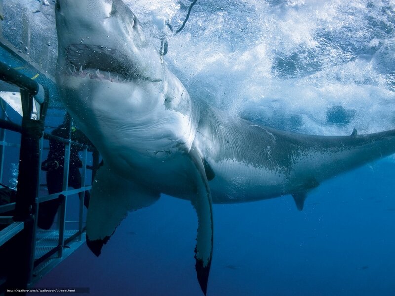Great white shark near cage