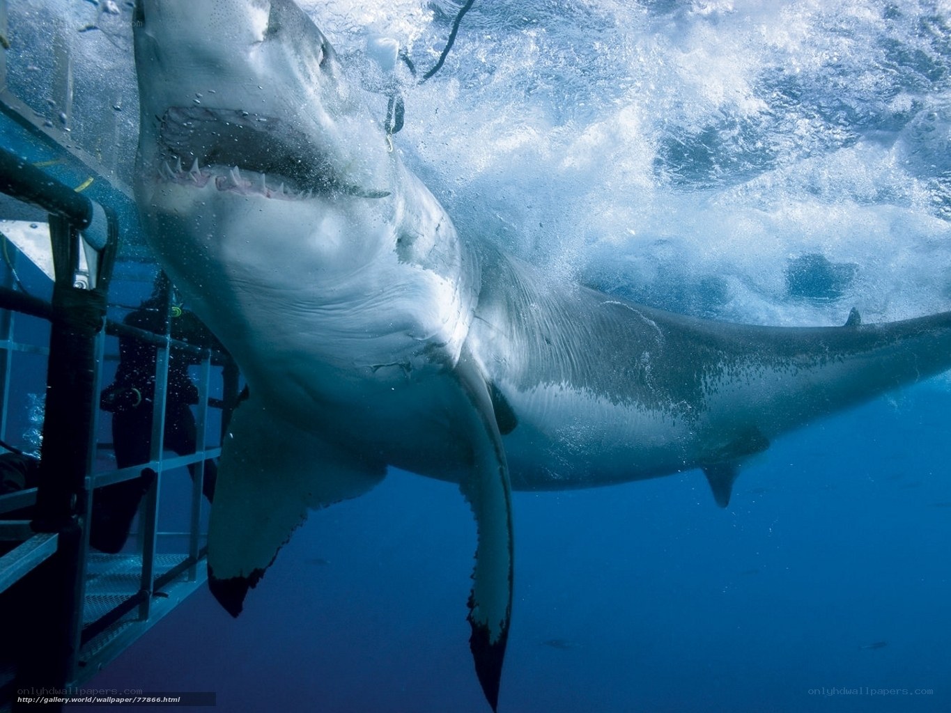 Great white shark near cage