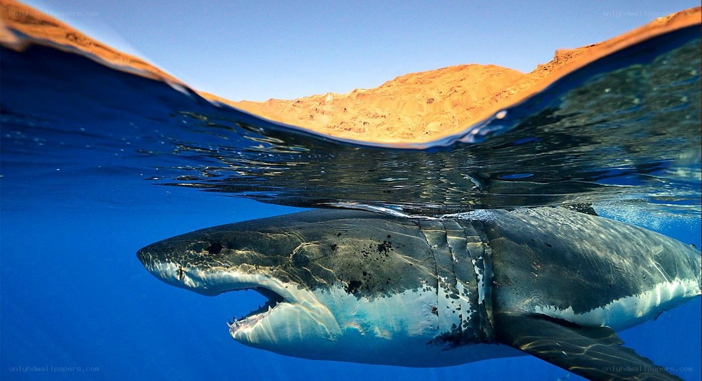 Great white shark near surface